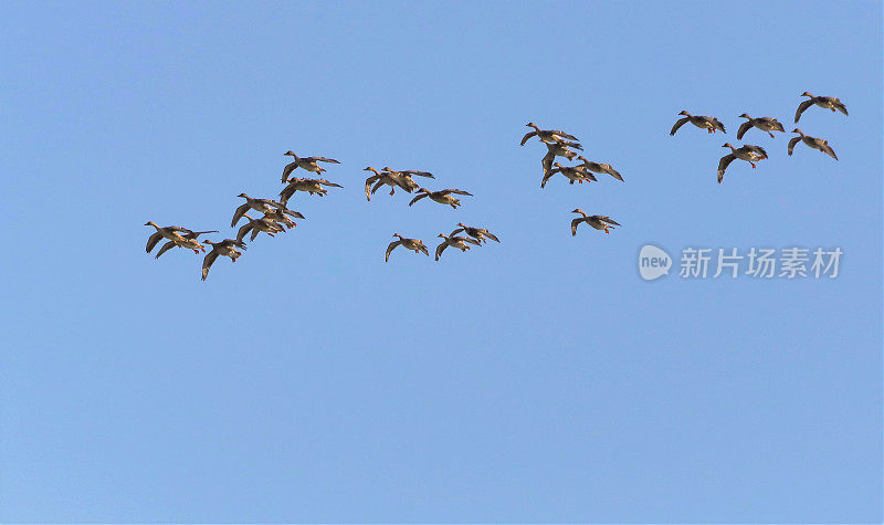 VH560-000Flock of Geese1.JPG